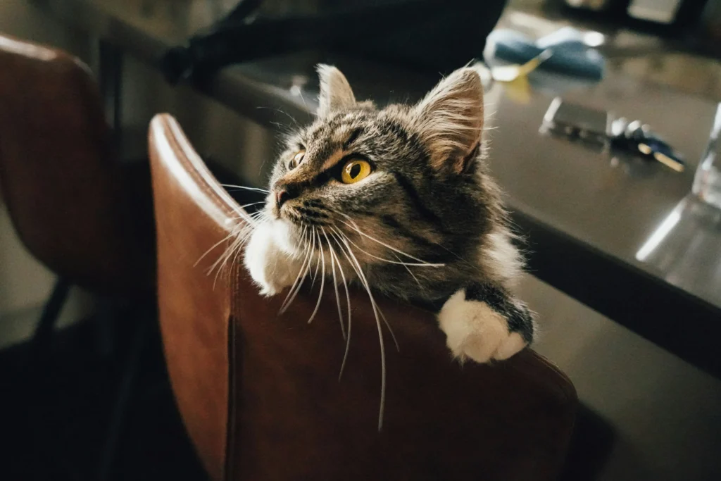 wie zorgt voor de kat na overlijden - Ametista